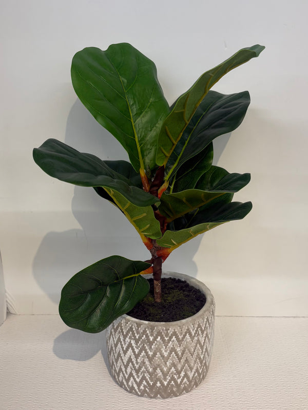 Plant