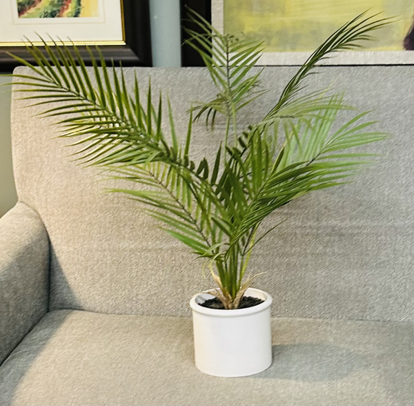 Plant